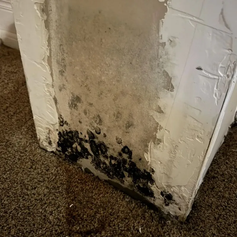 Professional Mold Removal in Nottoway County, VA